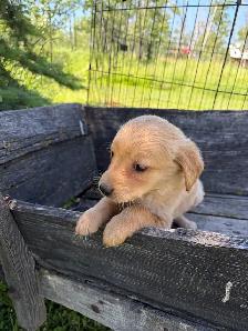 golden retriever puppies - Photo 2