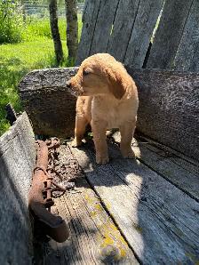 golden retriever puppies - Photo 3