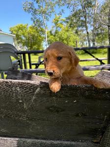 golden retriever puppies - Photo 4