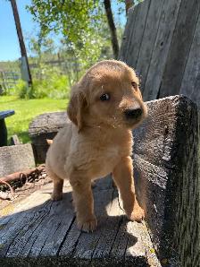 golden retriever puppies - Photo 5