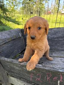 golden retriever puppies - Photo 6