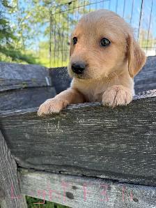 golden retriever puppies - Photo 7