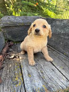 golden retriever puppies - Photo 8