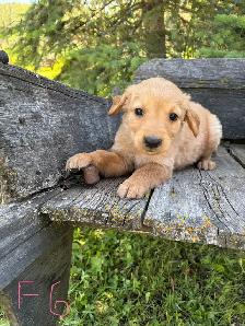 golden retriever puppies - Photo 9