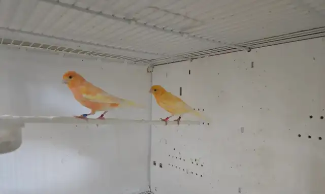 Pair of Canaries