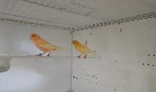 Pair of Canaries