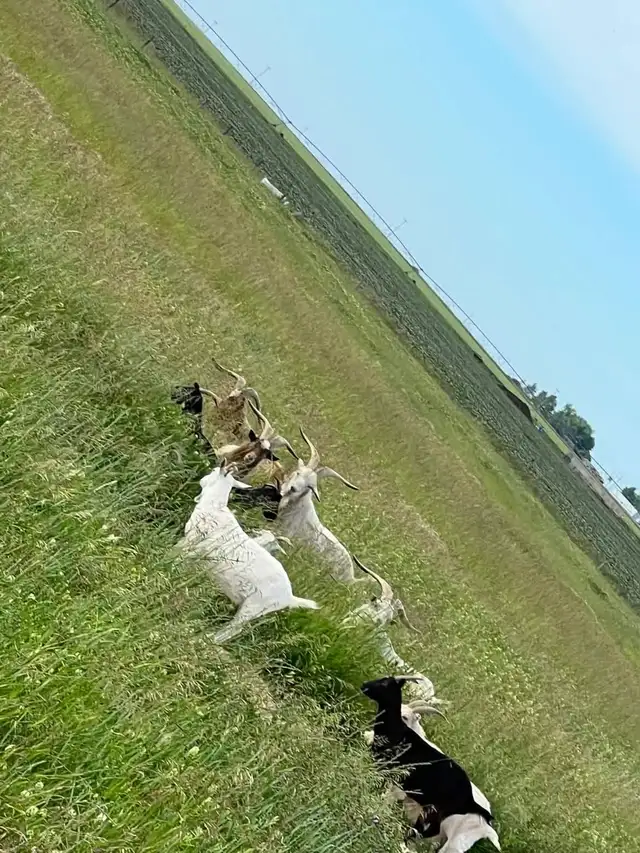 meat goats