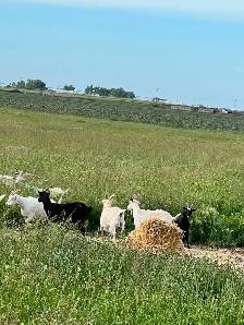 meat goats - Photo 4