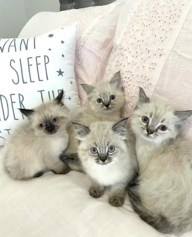 ⭐️❤️Ragdoll Kitten ❤️⭐️(647) 362-8118