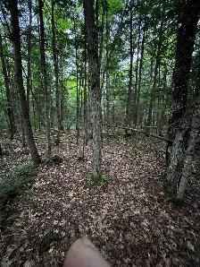 Terrain 7.5 acres bord de l’eau - Photo 4