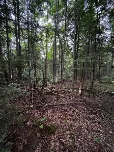 Terrain 7.5 acres bord de l’eau - Photo 5