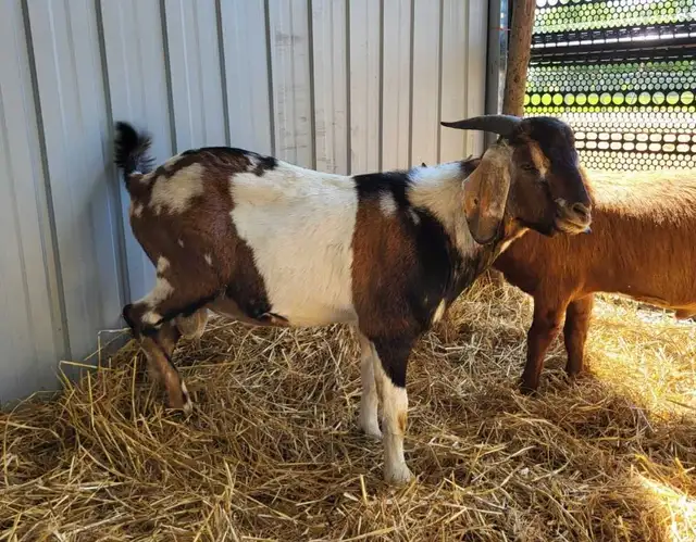Intact boer / nubian cross dapple buck (goat)