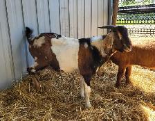 Intact boer / nubian cross dapple buck (goat)