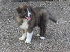 Red Heeler mix.