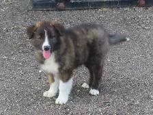 Red Heeler mix. - Photo 2
