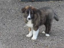 Red Heeler mix. - Photo 3