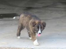 Red Heeler mix. - Photo 4