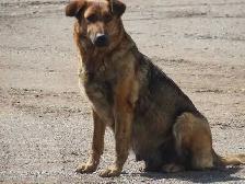 Red Heeler mix. - Photo 5