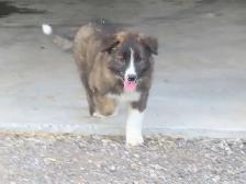 Red Heeler mix. - Photo 6