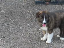 Red Heeler mix. - Photo 7