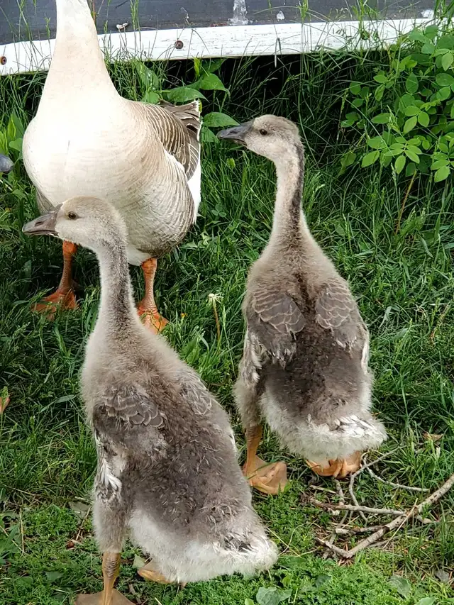 Chinese goslings
