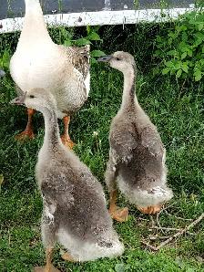 Chinese goslings