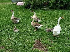 Chinese goslings - Photo 2
