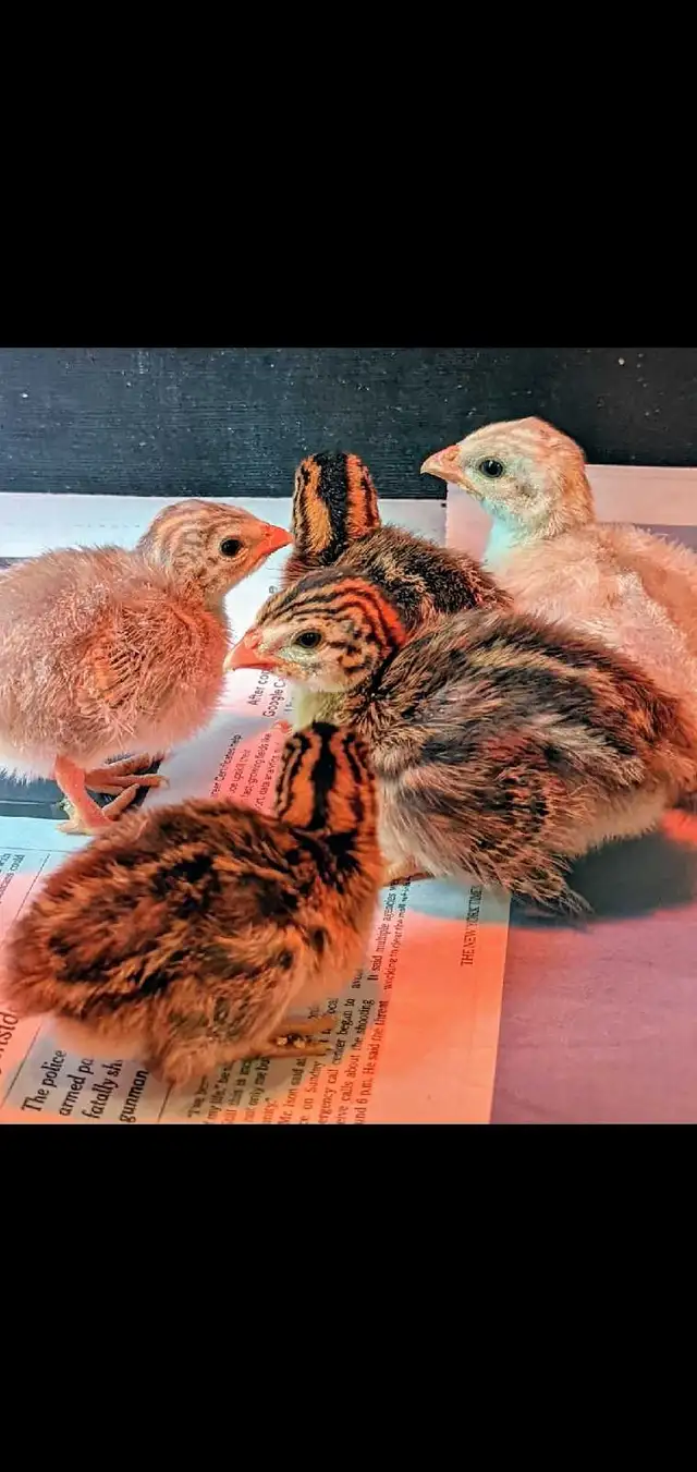 Guinea chicks