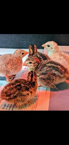 Guinea chicks