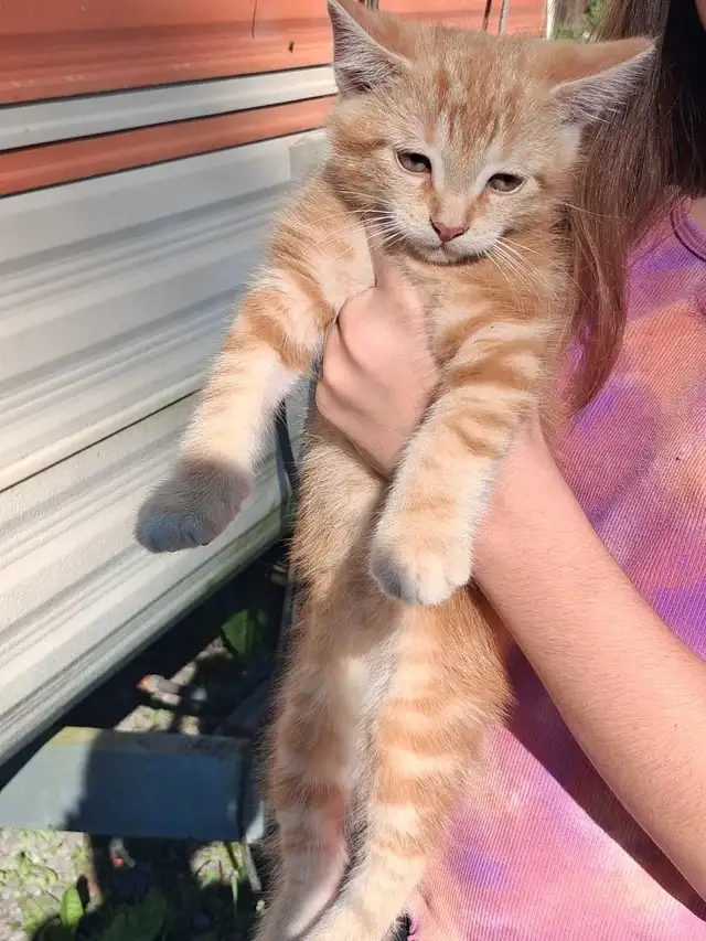 Barn Kittens