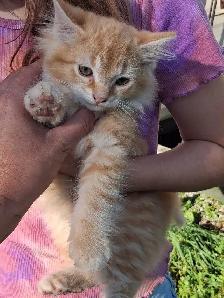 Barn Kittens - Photo 2