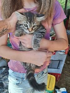 Barn Kittens - Photo 3
