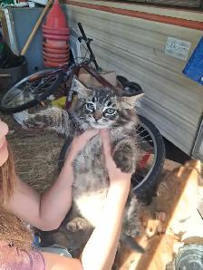 Barn Kittens - Photo 4