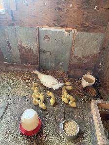 muscovey ducklings