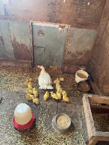 muscovey ducklings - Photo 2
