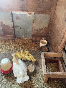 muscovey ducklings - Photo 3