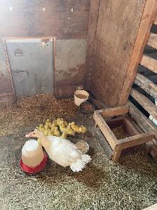 muscovey ducklings - Photo 4