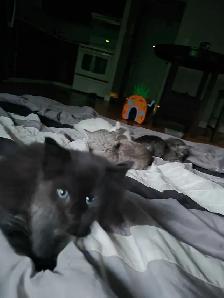 1 male kitten available - Photo 2