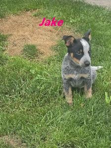 Blue Heeler  puppies.