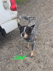 Blue Heeler  puppies. - Photo 2