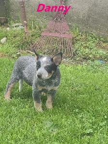 Blue Heeler  puppies. - Photo 3