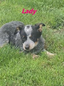 Blue Heeler  puppies. - Photo 4
