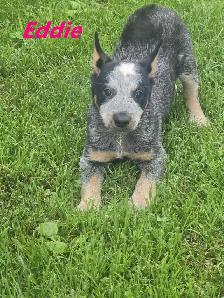 Blue Heeler  puppies. - Photo 5