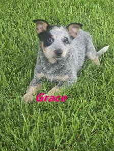 Blue Heeler  puppies. - Photo 6