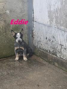 Blue Heeler  puppies. - Photo 7