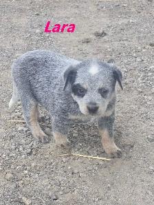 Blue Heeler  puppies. - Photo 8