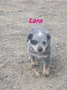 Blue Heeler  puppies. - Photo 9