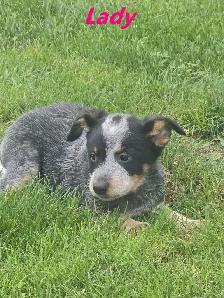Blue Heeler  puppies. - Photo 10