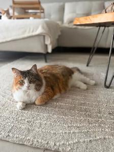 3 chats adultes - Photo 2