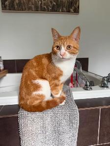 3 chats adultes - Photo 3